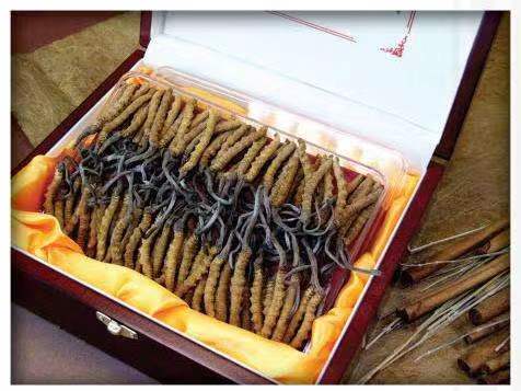 蛟河冬虫夏草回收